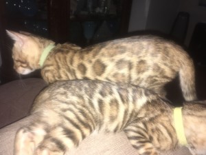 Brown Bengal Kitten for Sale CT