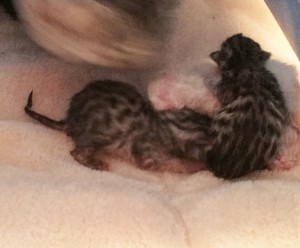 Bengal Kittens | TICA registered | Bengal Cats | New England | Breeder