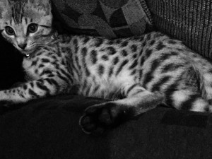 Bengal kittens for sale in Connecticut CT 