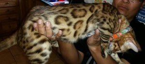 Bengal kittens for sale in Connecticut CT 