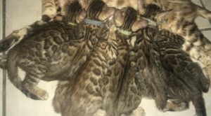 Brown Bengal Kitten for Sale CT